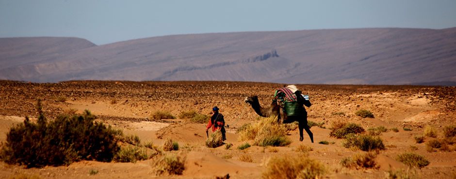 saharan camel travel