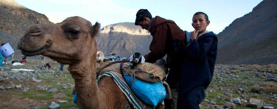 nomads lands camel traveler